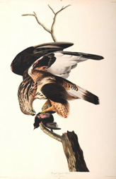 Rough-legged Falcon